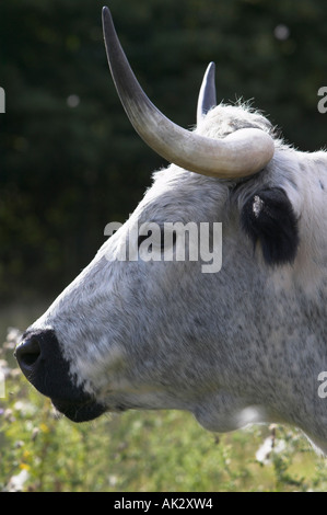 Parco bianco bestiame al Chatelherault Country Park vicino a Hamilton, South Lanarkshire, Scozia Foto Stock