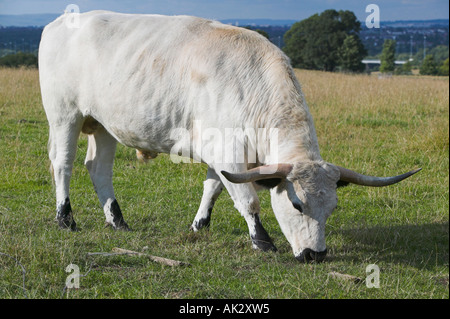 Parco bianco bestiame al Chatelherault Country Park vicino a Hamilton, South Lanarkshire, Scozia Foto Stock