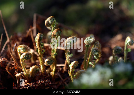 Felce non aperti, in primavera, REGNO UNITO Foto Stock