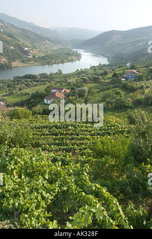 Vigneti della Valle del Douro, Portogallo Foto Stock