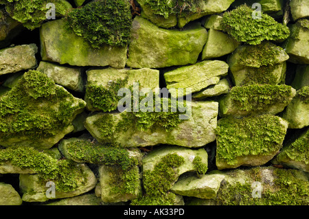 Dettaglio di muschio e alghe a secco su un muro di pietra su Mendip Hills nel Somerset, Inghilterra. Foto Stock