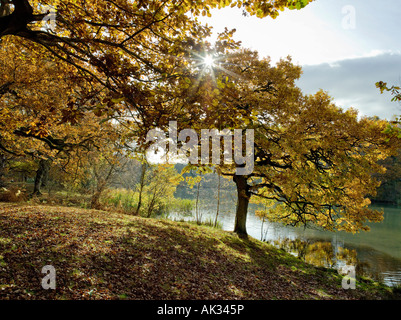 I colori autunnali ROYAL Foresta di Dean Gloucestershire Foto Stock
