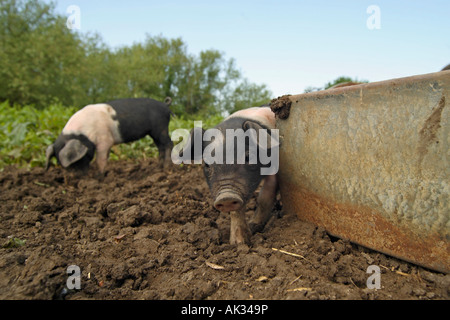 Freerange British a doppio spiovente Piglet - Oxfordshire, Regno Unito Foto Stock