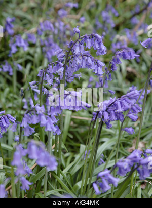 Bluebells in tarda primavera Foto Stock