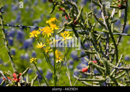 linea di recinzione Foto Stock