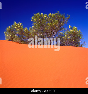 Red dune di sabbia nel deserto Strzelecki Sud Australia Foto Stock