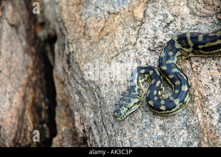 Tappeto python Morelia spilota Leeuwin Naturaliste Parco nazionale di regione di Margaret River Western Australia Foto Stock