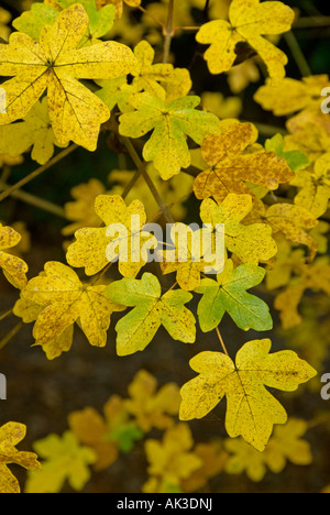 Acero campestre (Acer campestre) le foglie in autunno Foto Stock