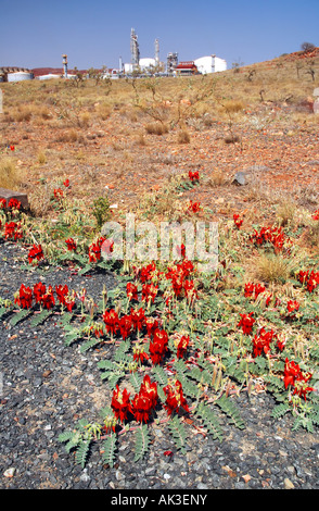 Spettacolari fiori nativi nei pressi di industria pesante - sviluppo controverso della penisola di Burrup, Australia occidentale Foto Stock