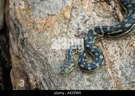 Tappeto selvatici python (Morelia spilota), Leeuwin Naturaliste Parco Nazionale, Regione di Margaret River, Australia occidentale Foto Stock