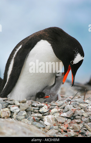 Pinguino Gentoo pulcino di alimentazione, de Cuverville Island Antartide Foto Stock