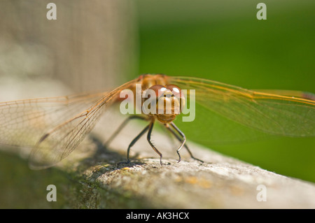 Big Red brown dragon fly libellula libellule seduta su legno sfondo verde stretching le ali Foto Stock
