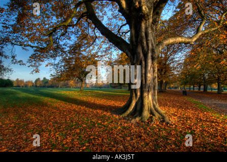 La luce del mattino, un albero e foglie di autunno in Walpole Park, Ealing, Londra Foto Stock