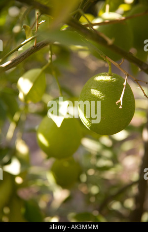 Arance sull'albero, in attesa di giungere a maturazione. Marrakech, Marocco, Africa del Nord. Foto Stock