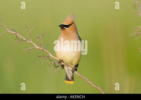 Beccofrusone dei Cedri Foto Stock