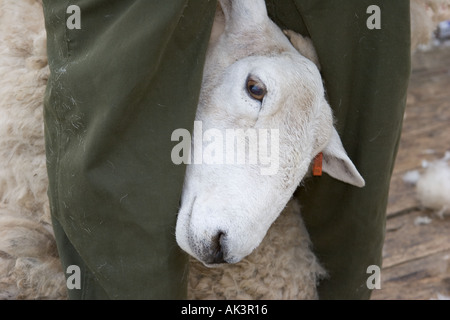 Sheps testa tenuto, afferrato tra le gambe che sono tagliati in fattoria a Strathdon, Donside, Cairngorms National Park fdarming in Scozia Foto Stock