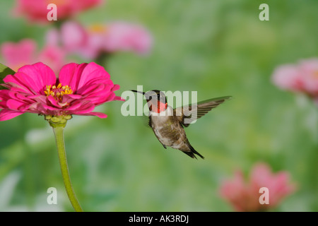 Maschio di Ruby throated Hummingbird hovering vicino a Zinnia Blossoms Foto Stock