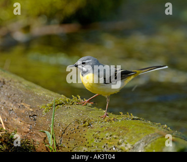 Gray Wagtail Motacilla cinerea maschio Derbyshire molla Foto Stock