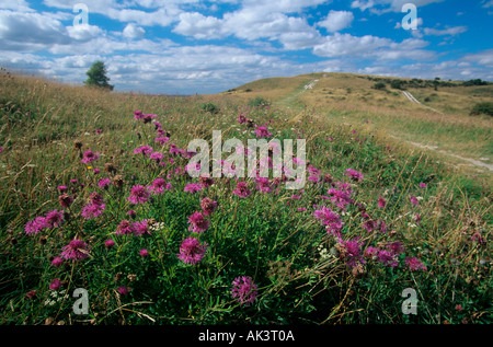 Maggiore Fiordaliso Centaurea scabiosa Foto Stock