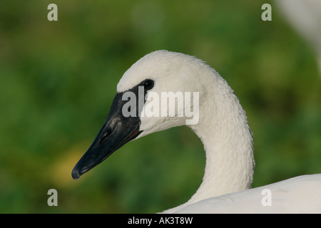 Trumpeter Swan Foto Stock
