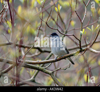 Capinera Sylvia atricapilla nella canzone kent aprile Foto Stock
