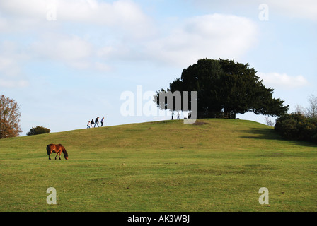 Bolton il banco, Lyndhurst, New Forest National Park, Hampshire, Inghilterra, Regno Unito Foto Stock