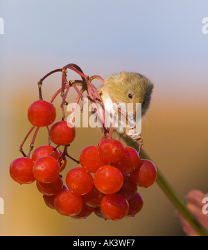 Harvest Mouse Micromys minutus su viburno Rose in autunno Kent REGNO UNITO Foto Stock