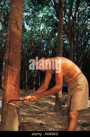 Thailandia Phuket, la piantagione della gomma, toccando l'uomo albero di gomma, Foto Stock