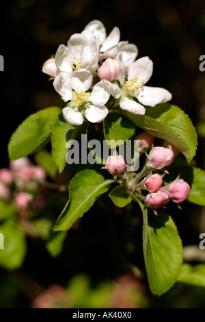 Apple Blossom in English Country Garden Foto Stock