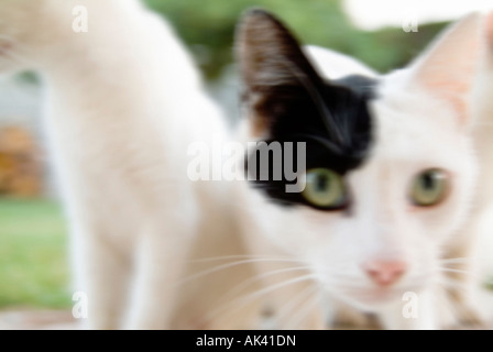 Closeup ritratto di gatto domestico Foto Stock