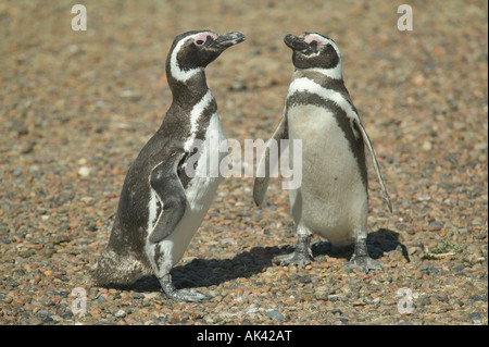 Un adulto Magellanic penguin giovane Incontro vicino il loro nido sulla Punta Tombo, nr Trelew, Patagonia, Argentina. Foto Stock