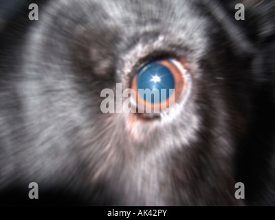 Primo piano di un cane nero's eye Foto Stock