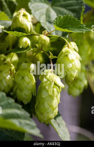 Impianto di luppolo a homegarden Foto Stock