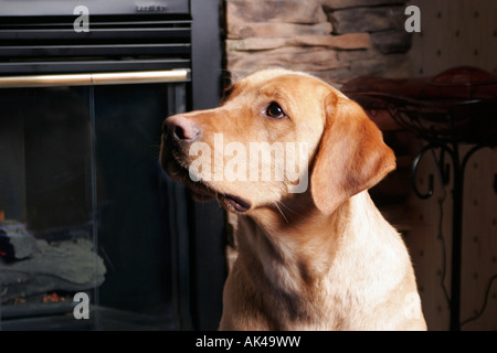 Laboratorio di marrone o Labador cane seduto davanti a un caminetto Foto Stock