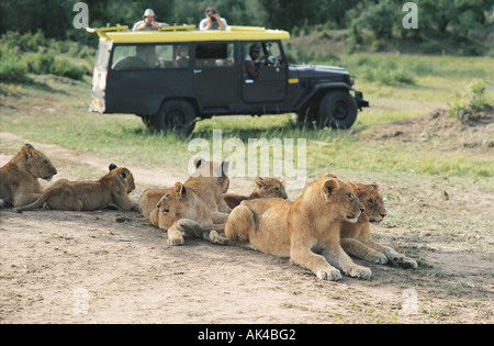 Una Toyota Landcruiser vicino a un orgoglio dei leoni nella Riserva Nazionale di Masai Mara Kenya Africa orientale Foto Stock