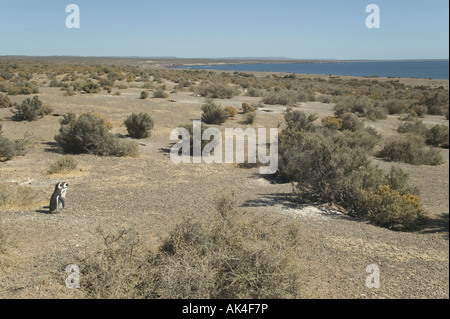 Magellanic penguin colonia di allevamento a Punta Tombo sulla costa atlantica, nr Trelew, Patagonia, Argentina. Foto Stock