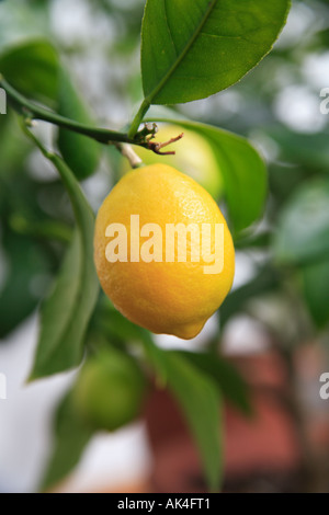 Il limone Cresce su 'Lemon Tree' in un conservatorio. "Citrus limon" Foto Stock