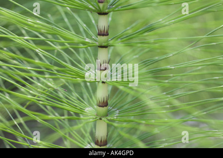 Equiseto 'Equisetum arvense' 'Campo Equiseto' erbaccia verde Foto Stock