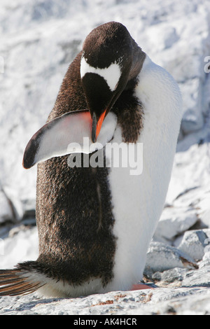 Pinguino Gentoo toelettatura piume, de Cuverville Island, Antartide Foto Stock