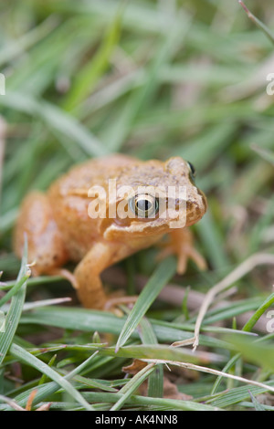 Rana comune. Rana temporaria. In Inghilterra. Foto Stock