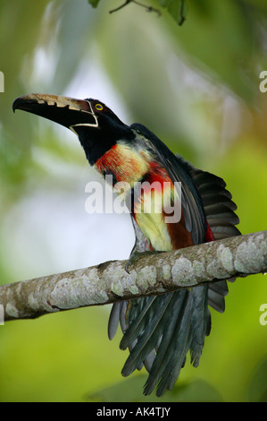 I colorati uccelli Aracari a collare, Pteroglossus torquatus, nel parco nazionale di Soberania, Repubblica di Panama. Foto Stock