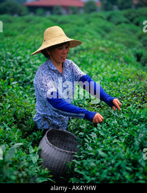 Donna di tè di prelievo Foto Stock
