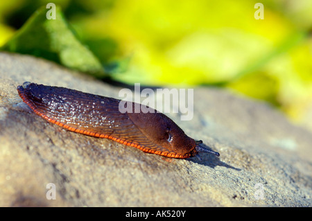 Nero Arion, grande nero Slug Foto Stock