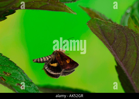 Rosso-belted Clearwing Foto Stock