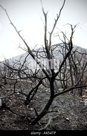 L'Italia, Abruzzo, Capestrano - 2007. Wildfire Foto Stock