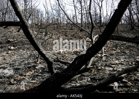 L'Italia, Abruzzo, Capestrano - 2007. Wildfire Foto Stock