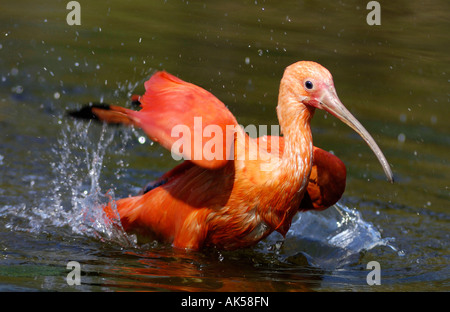 Ibis scarlatto Foto Stock