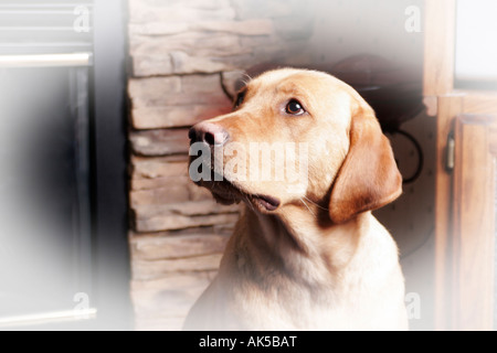 Laboratorio di marrone o Labador cane seduto davanti a un caminetto Foto Stock