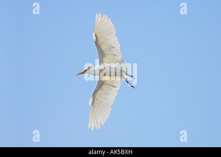 Airone guardabuoi, Bubulcus ibis, Sayre, Oklahoma, Stati Uniti, Agosto Foto Stock