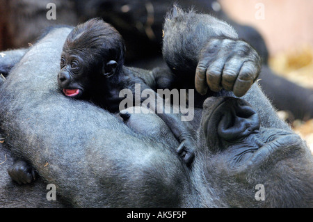 Western pianura gorilla Foto Stock